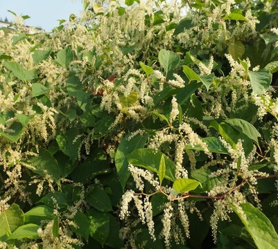 Japonski dresnik v cvetu